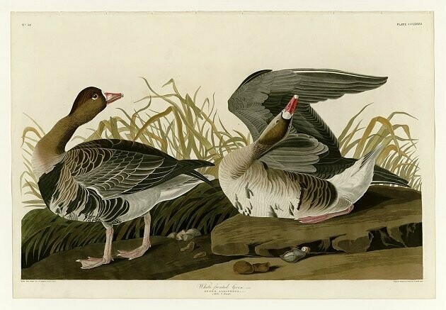 The Wild Geese - 43% The Wild Geese - 43%