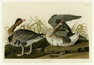 The Wild Geese - 43%