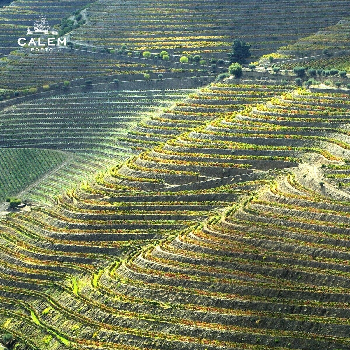 Calem Colheita Port 2003