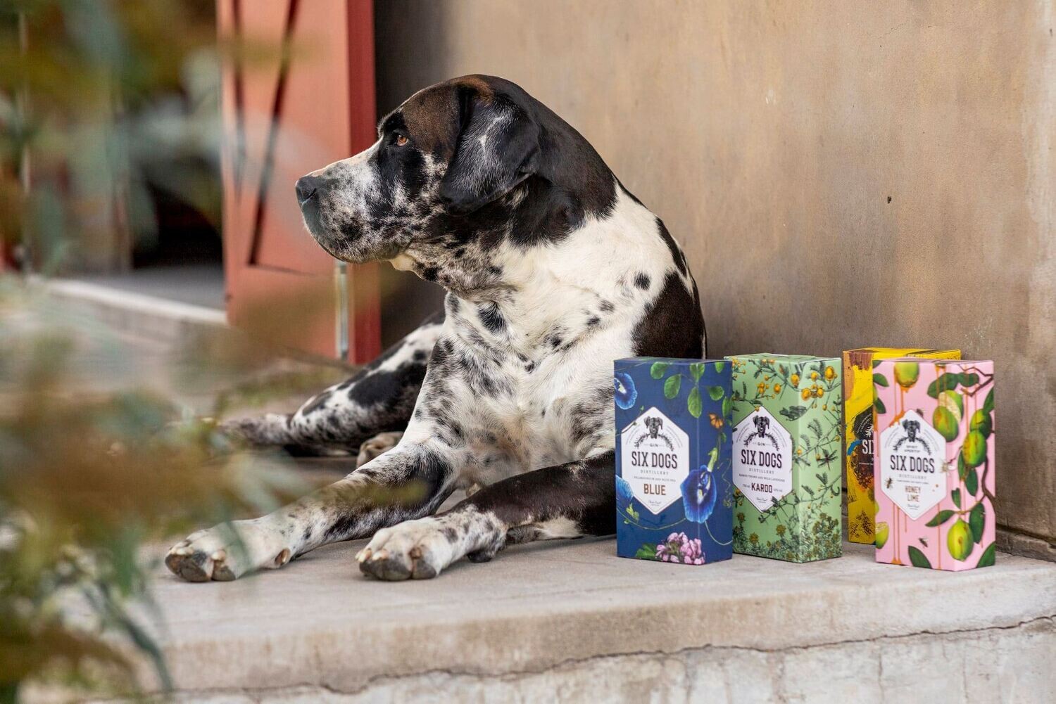 Six Dogs Blue Gin - 43% Six Dogs Blue Gin - 43%