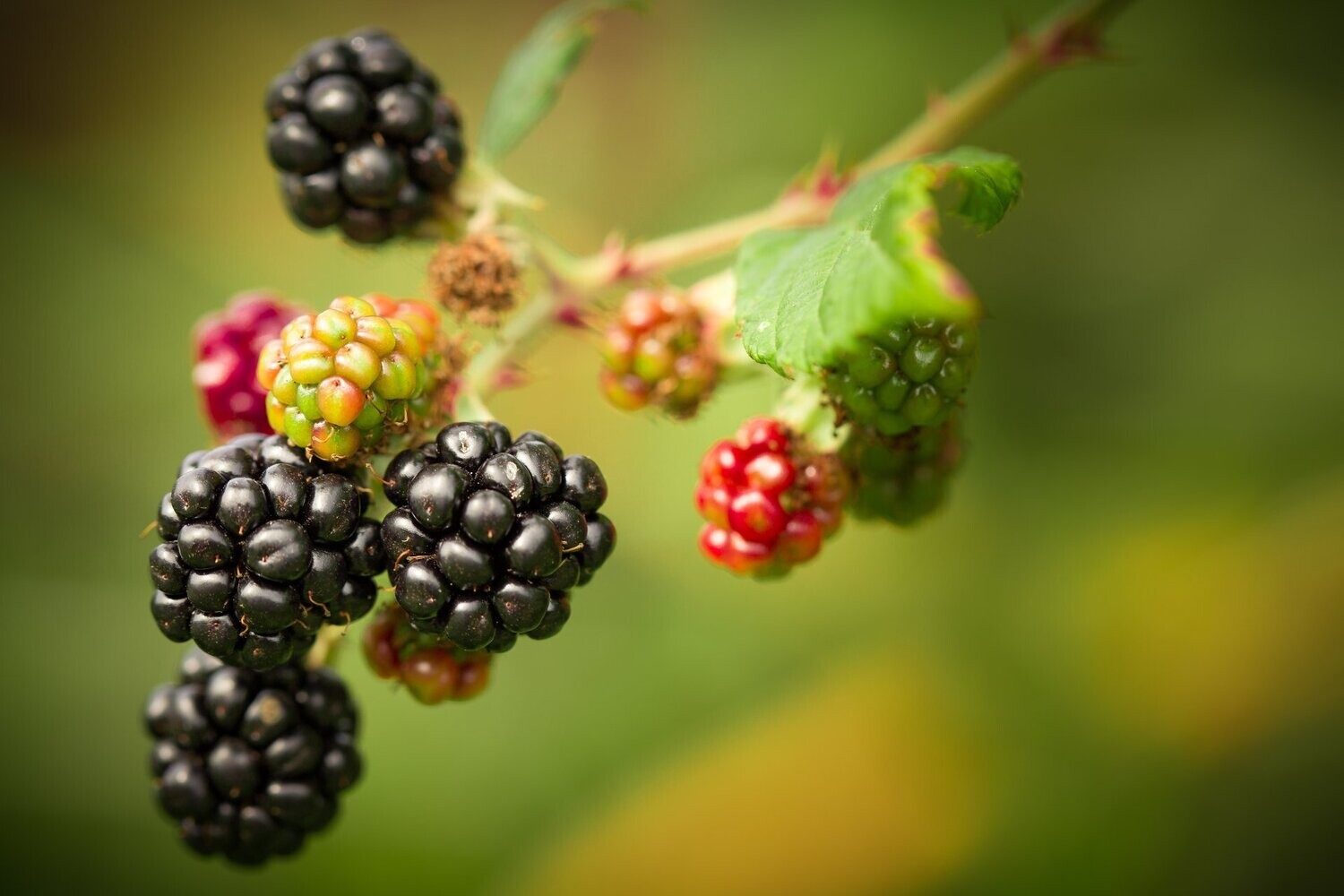 Meukow Wild Berry likeur - 30% Meukow Wild Berry likeur - 30%