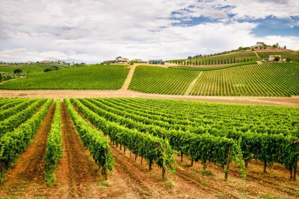 Lunaria Coste di Moro Montepulciano d'Abruzzo - 14%