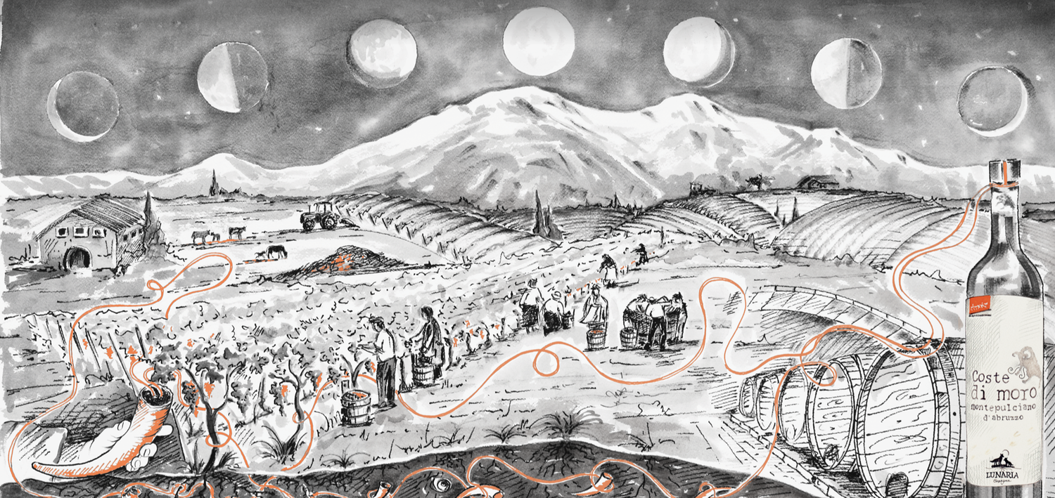 Lunaria Coste di Moro Montepulciano d'Abruzzo - 14%