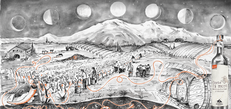 Lunaria Coste di Moro Montepulciano d'Abruzzo - 14%