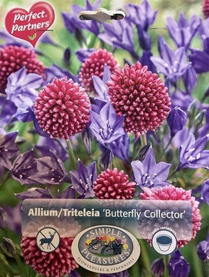 Allium/Triteleia 'Butterfly Collector'