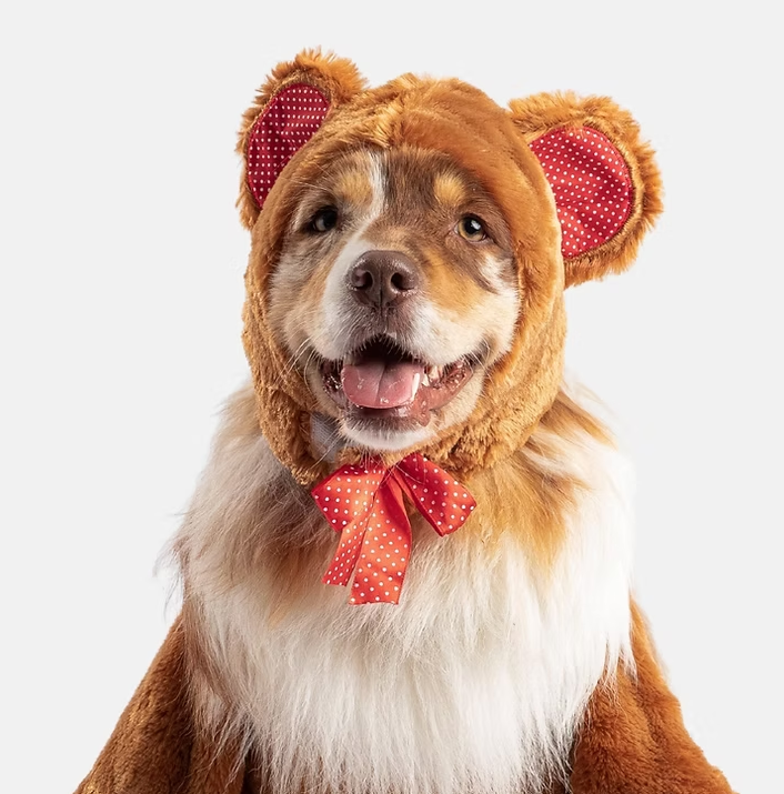 Teddy Bear dog Costume