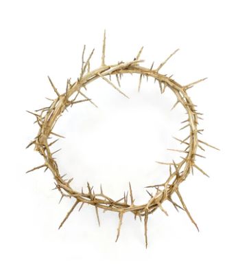 Crown of Thorns 9 Inch Diameter