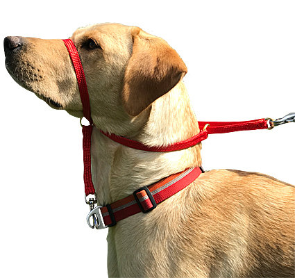 K9 Bridle