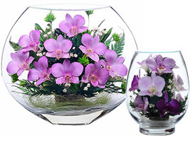 Wild Orchid