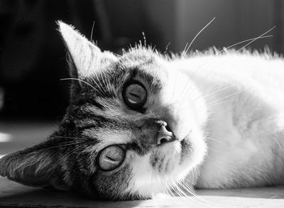 POUR ANIMAUX DE COMPAGNIE