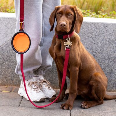 Gamelle pliable et portable en silicone pour chien