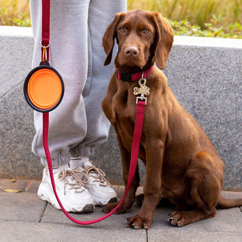 Gamelle pliable et portable en silicone pour chien