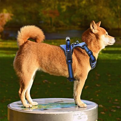 Harnais pour chien anti-traction, respirant et réfléchissant