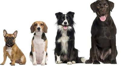FOURNITURES POUR CHIENS