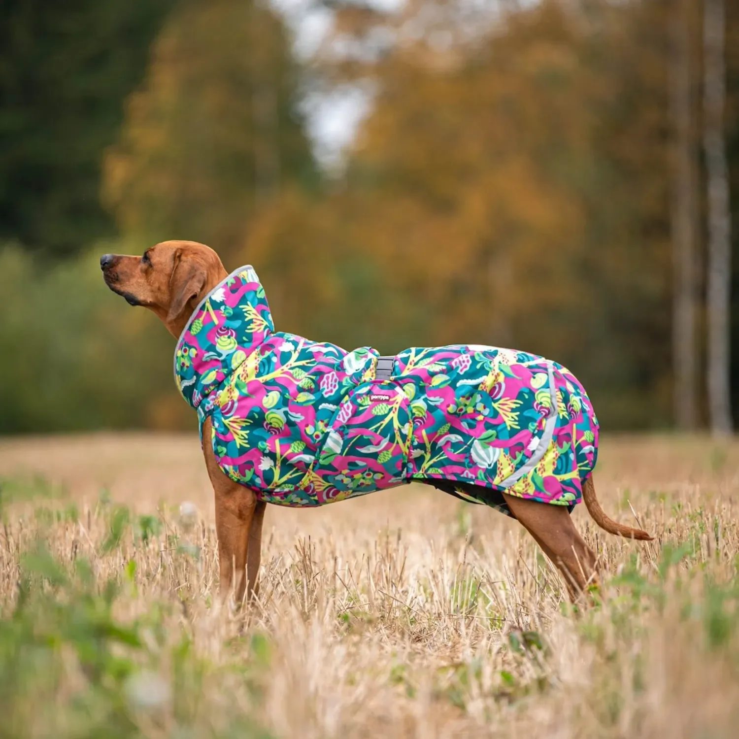Pomppa Perus season colors - Trail