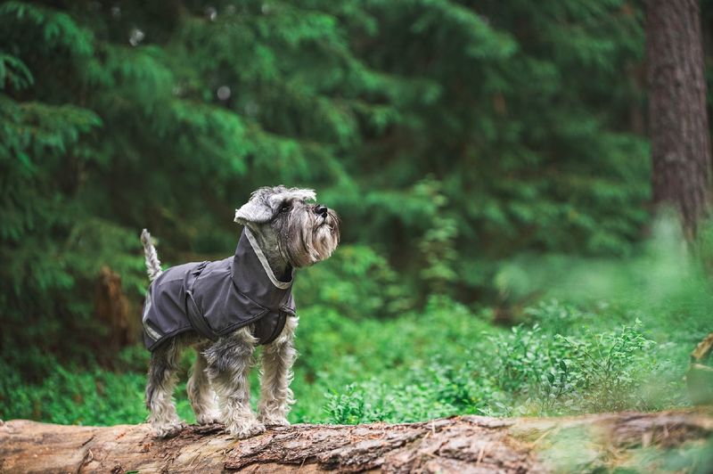 Pomppa Kuori (regenjas) - Grijs