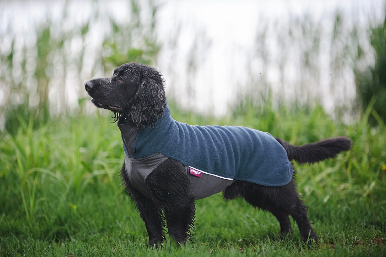 Pomppa Jumppa season colors - Midnight
