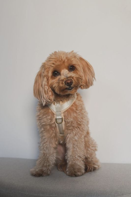 Wild &amp; Free Harness