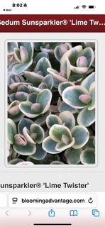 Sedum Lime Twister, Size: Qt, variety: SunSpark Lime Twister
