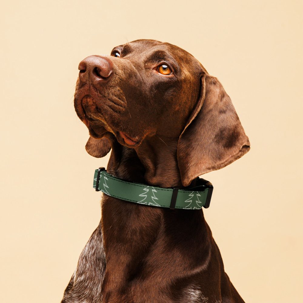 Evergreen- Dog Collar