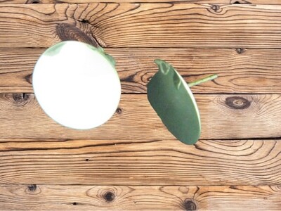 Large Disc Smooth Large Disc Smooth