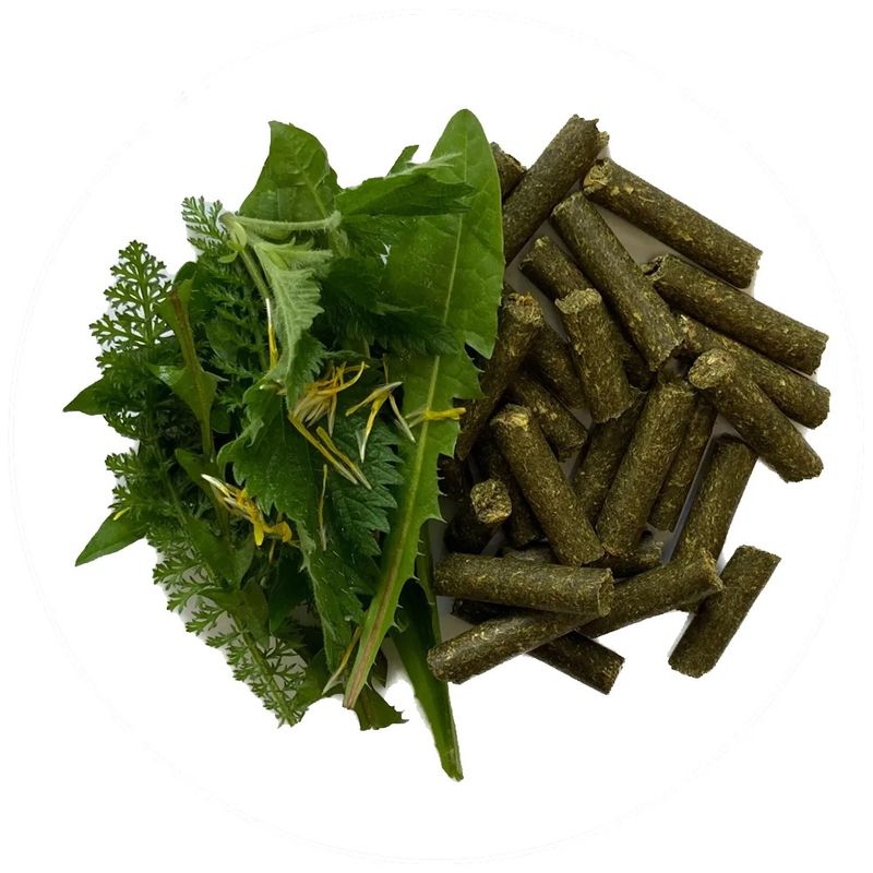 Wildkräuterli Belohnung ToGo Becher