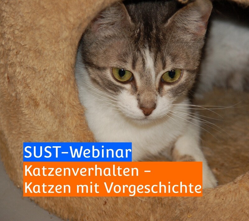 SUST-Webinar &quot;Katzenverhalten - Katzen mit Vorgeschichte&quot;