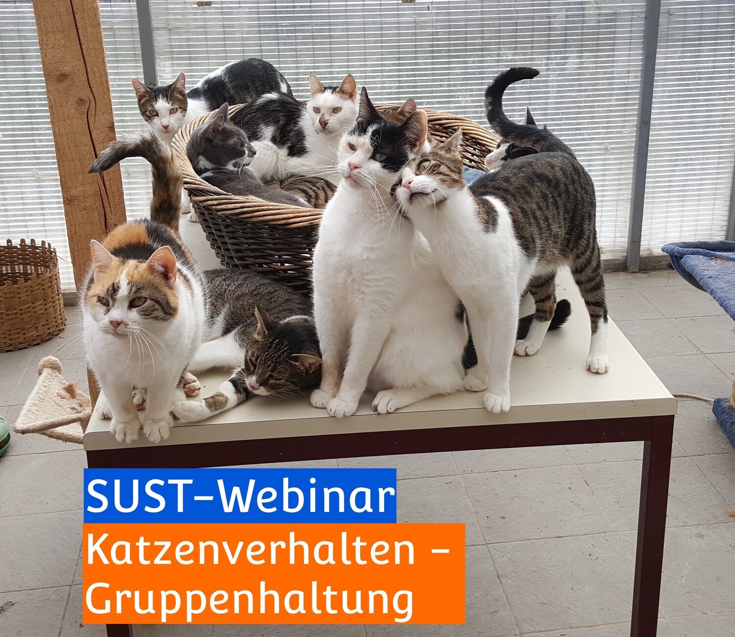 SUST-Webinar &quot;Katzenverhalten - Gruppenhaltung&quot;