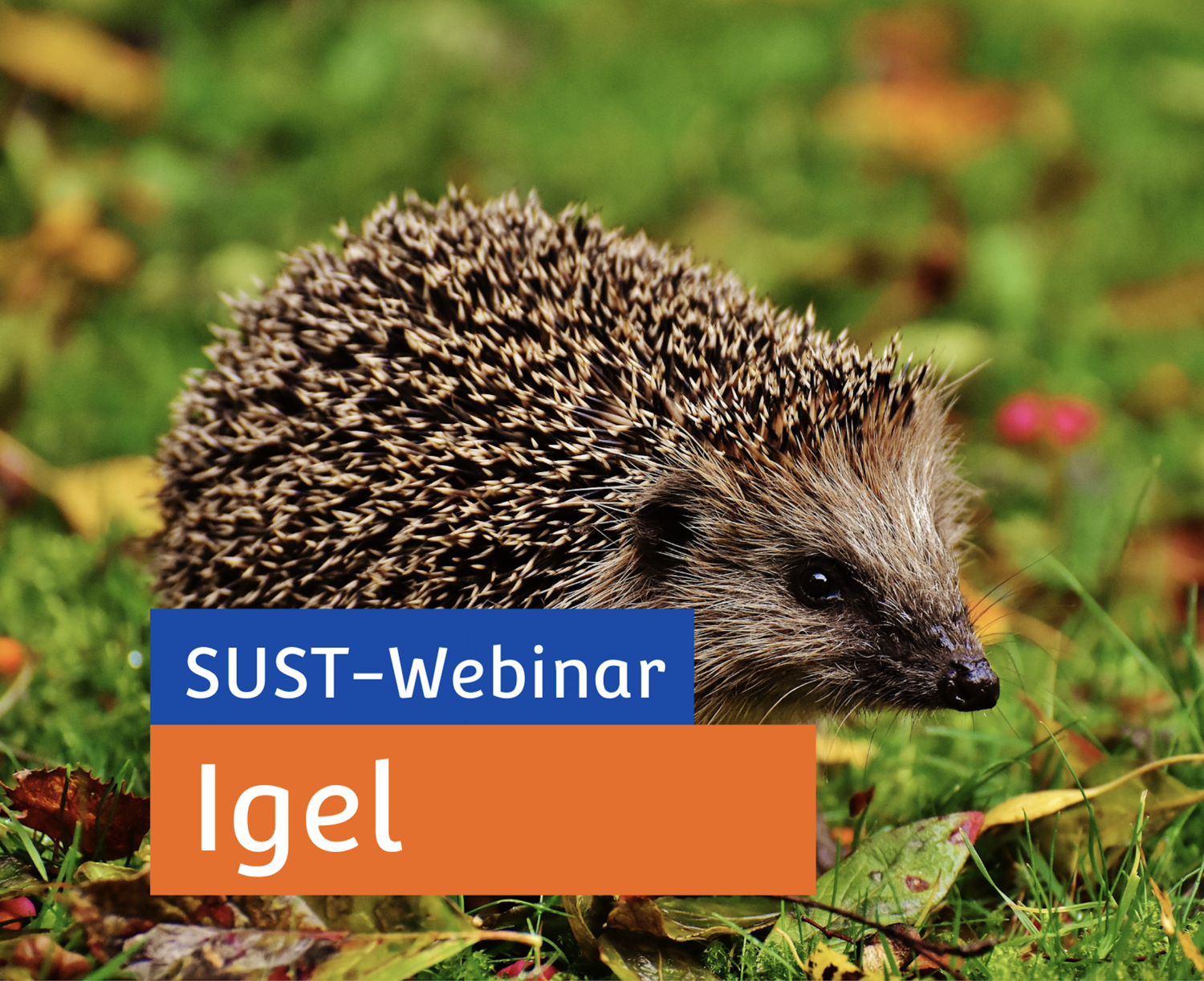 SUST-Webinar &quot;Igel&quot;