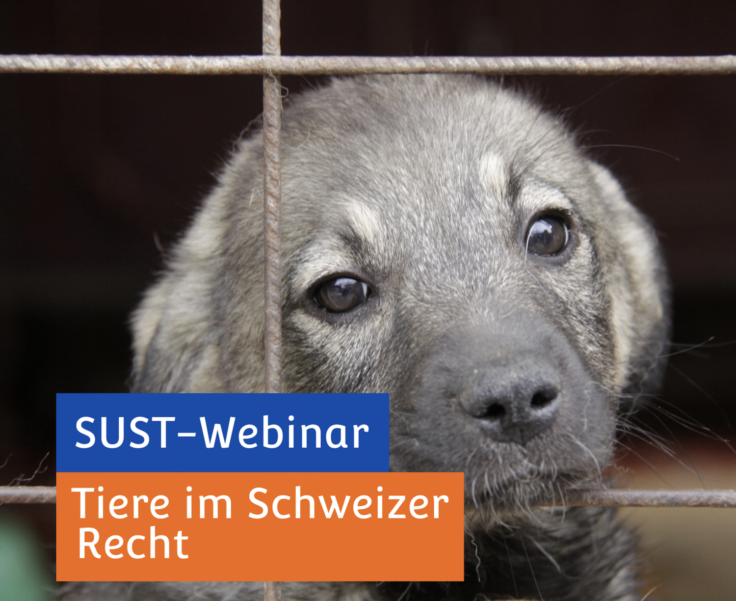 SUST-Webinar &quot;Das Tier im Schweizer Recht&quot;