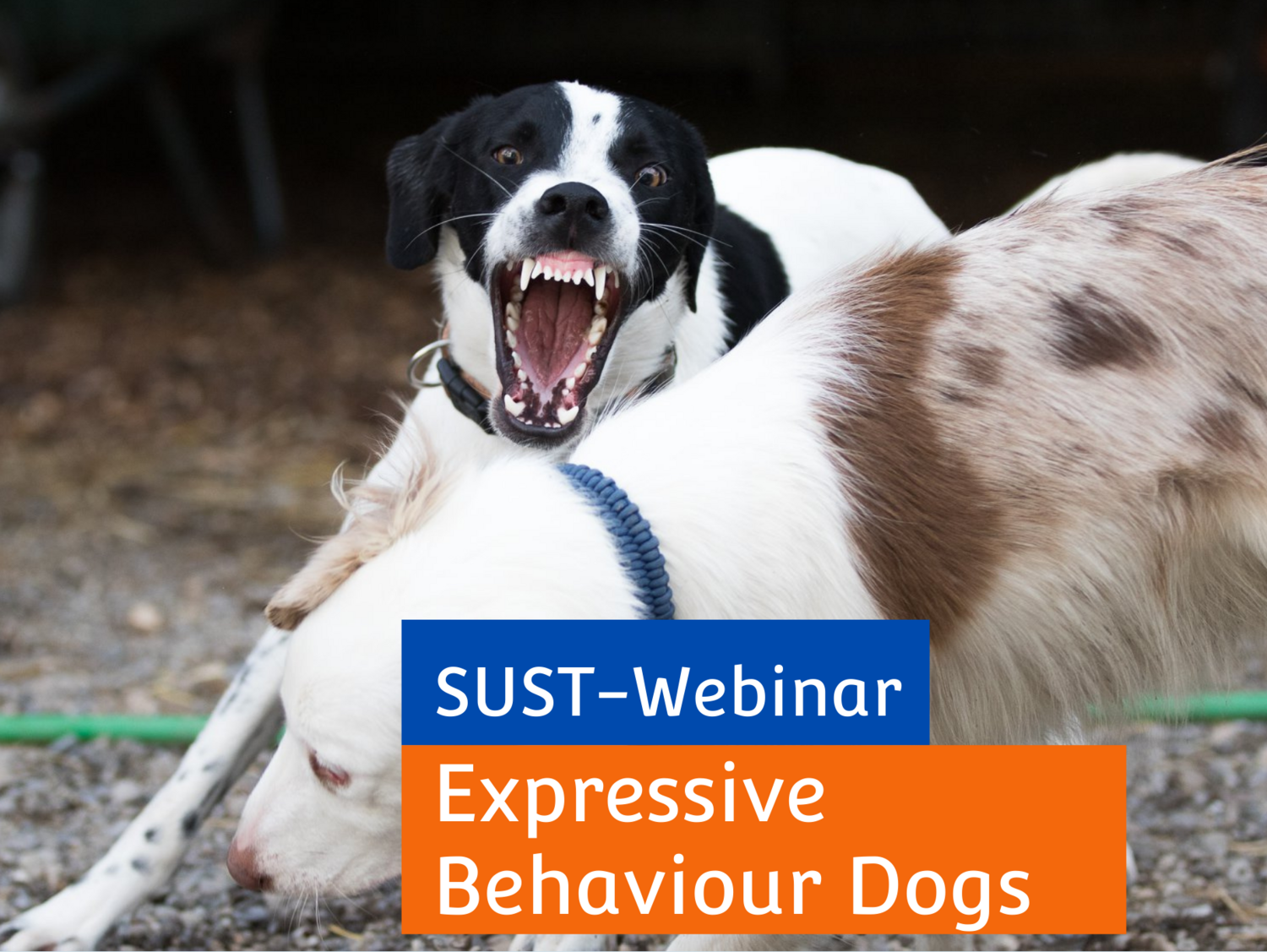 SUST-Webinar &quot;Expressive Behaviour Dogs&quot;