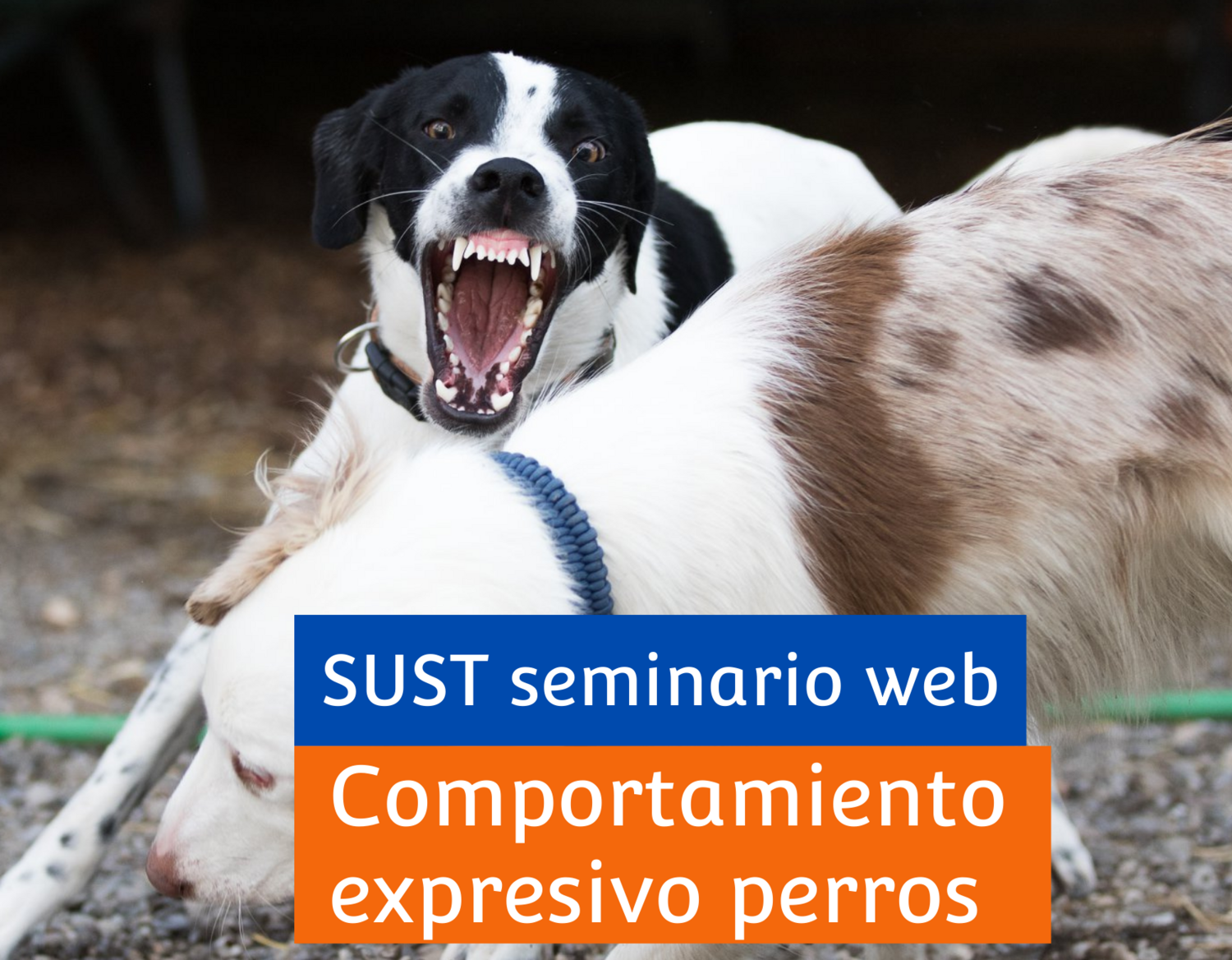 SUST seminario web &quot;Comportamiento expresivo perros&quot;