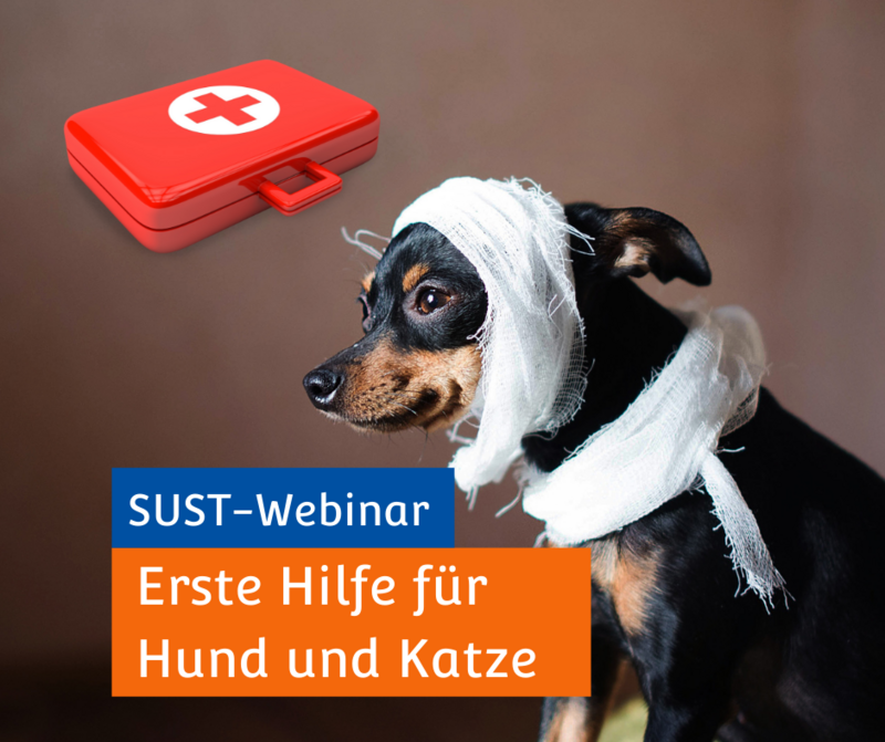 SUST-Webinar &quot;Erste Hilfe für Hund und Katze&quot;