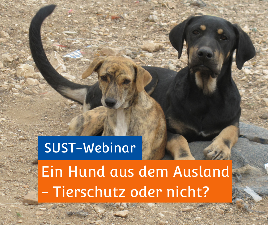 SUST-Webinar &quot;Ein Hund aus dem Ausland&quot;