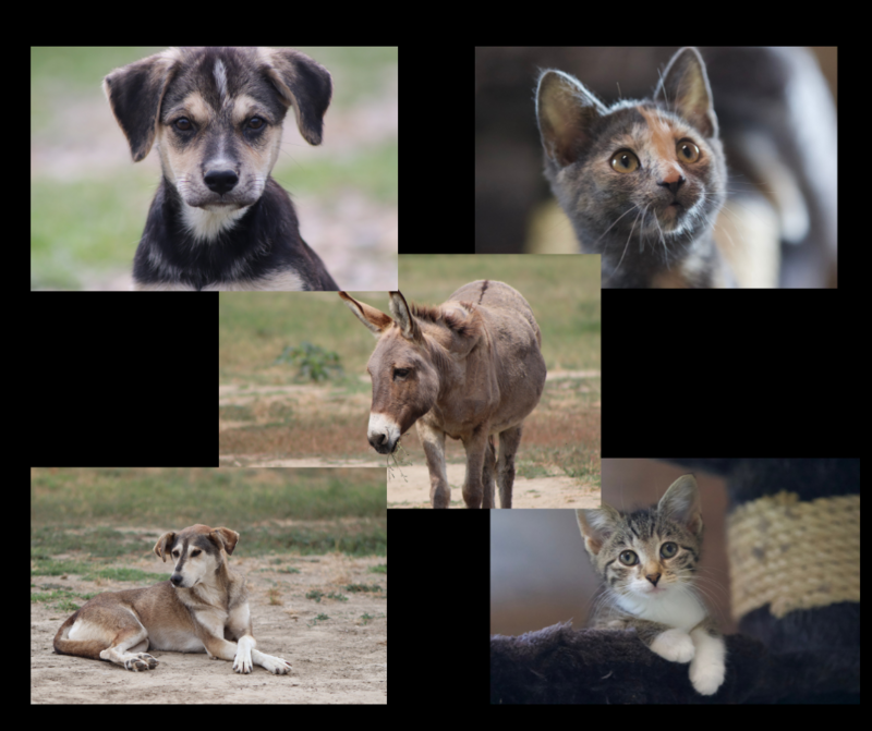Schreibkarten-Set &quot;Diverse Tiere&quot;