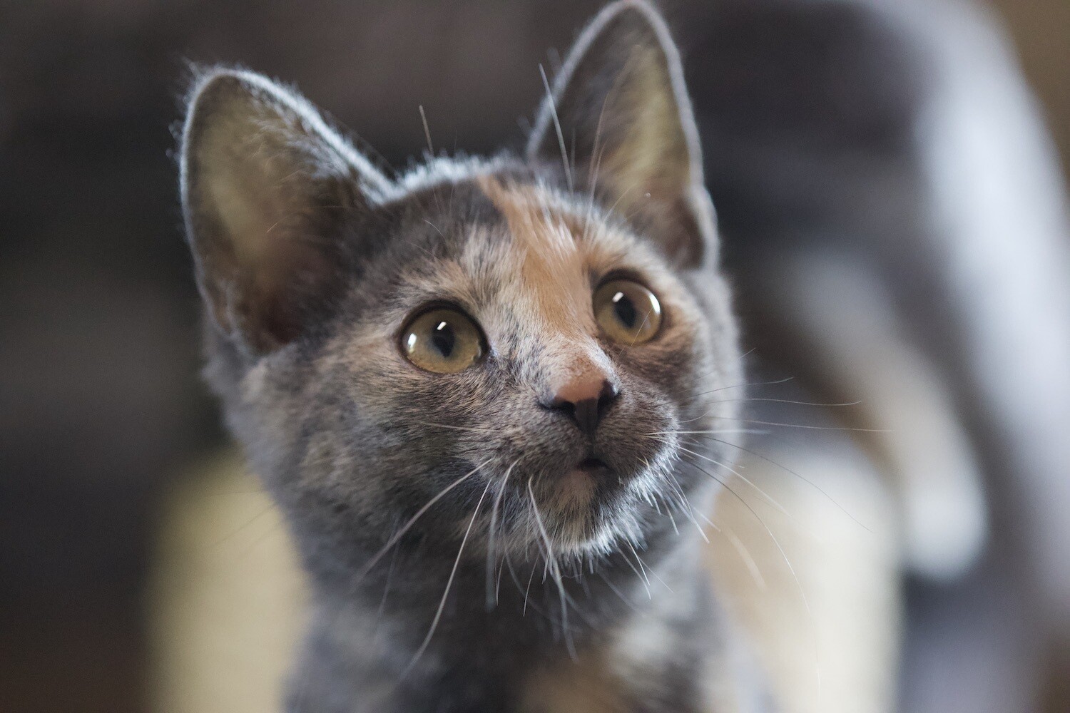 Schreibkarte Motiv &quot;Jungkatze schildpatt&quot;