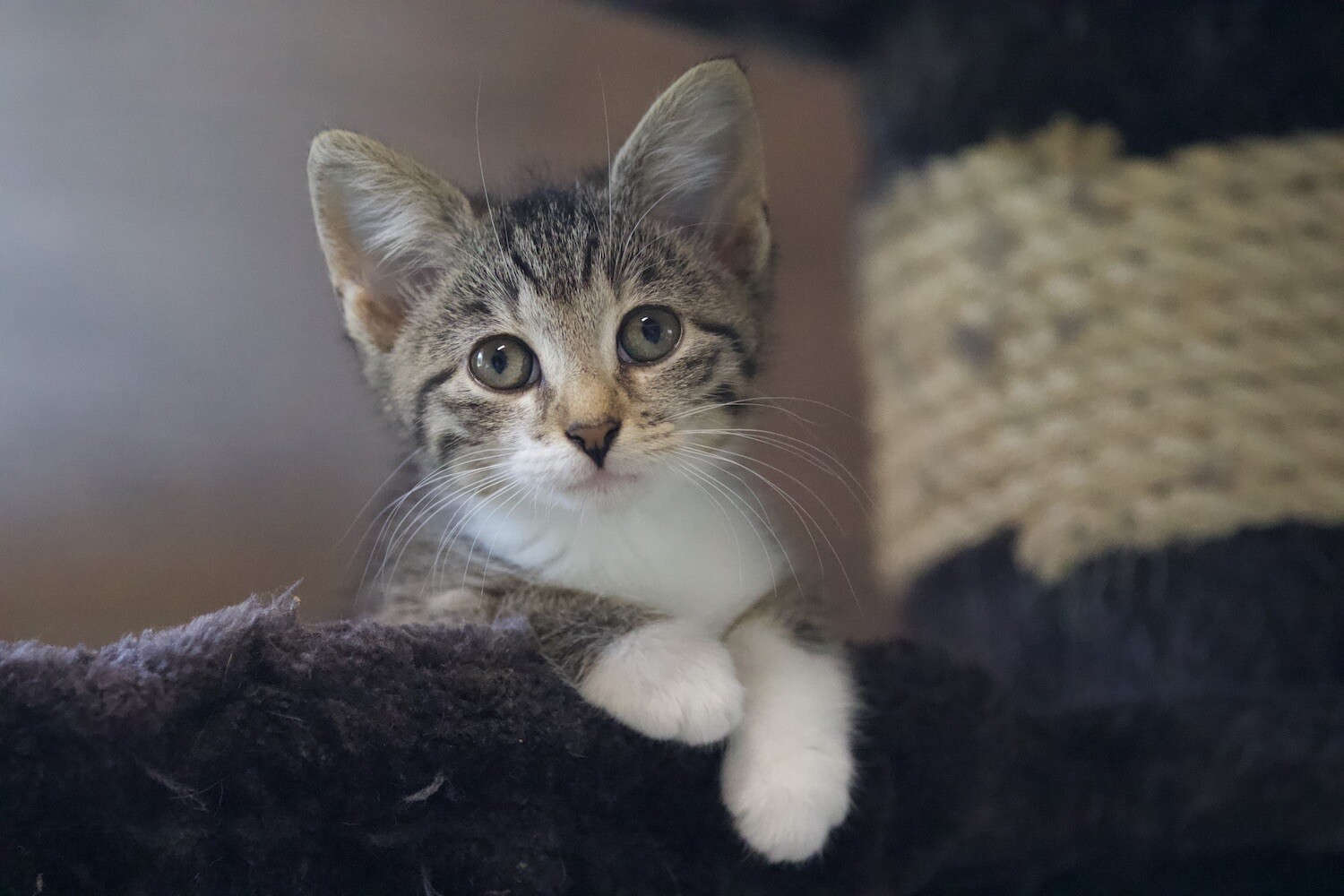 Schreibkarte Motiv &quot;Jungkatze&quot;