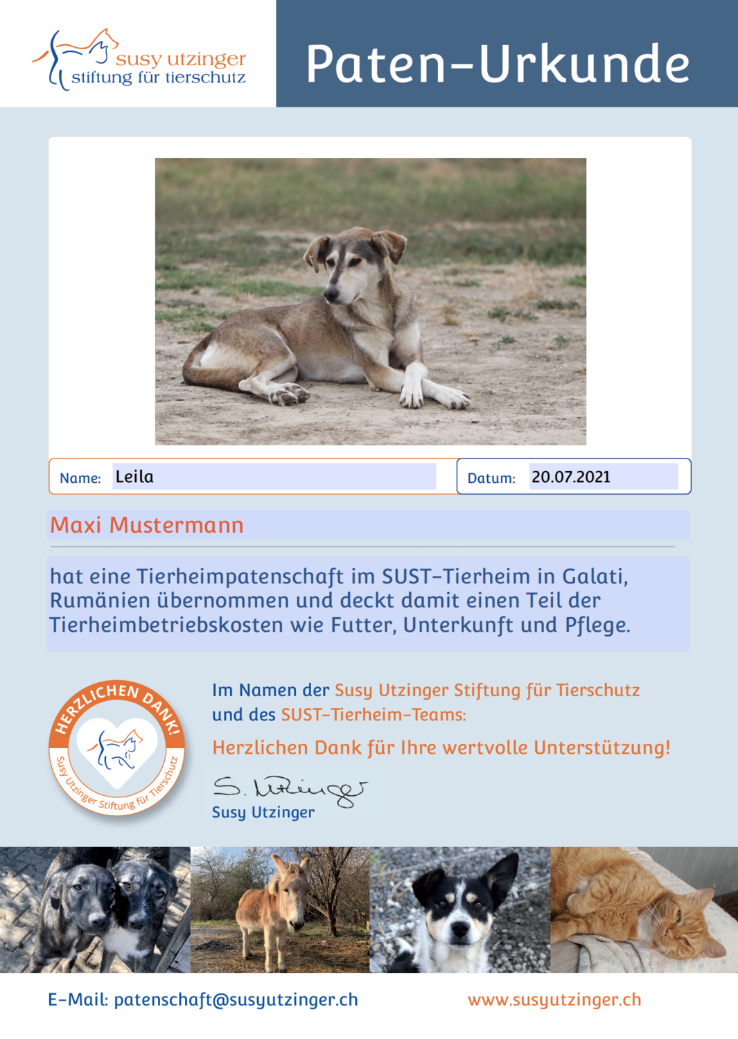 Patenschaft für 1 Jahr für einen Hund im SUST-Tierheim Galati, Rumänien