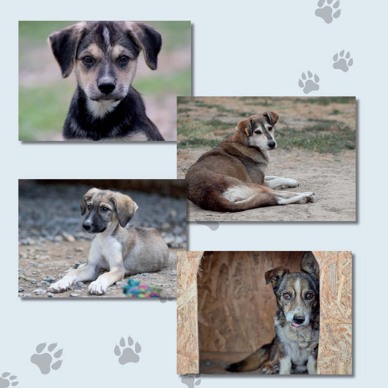 Schreibkarten-Set &quot;Hunde&quot;