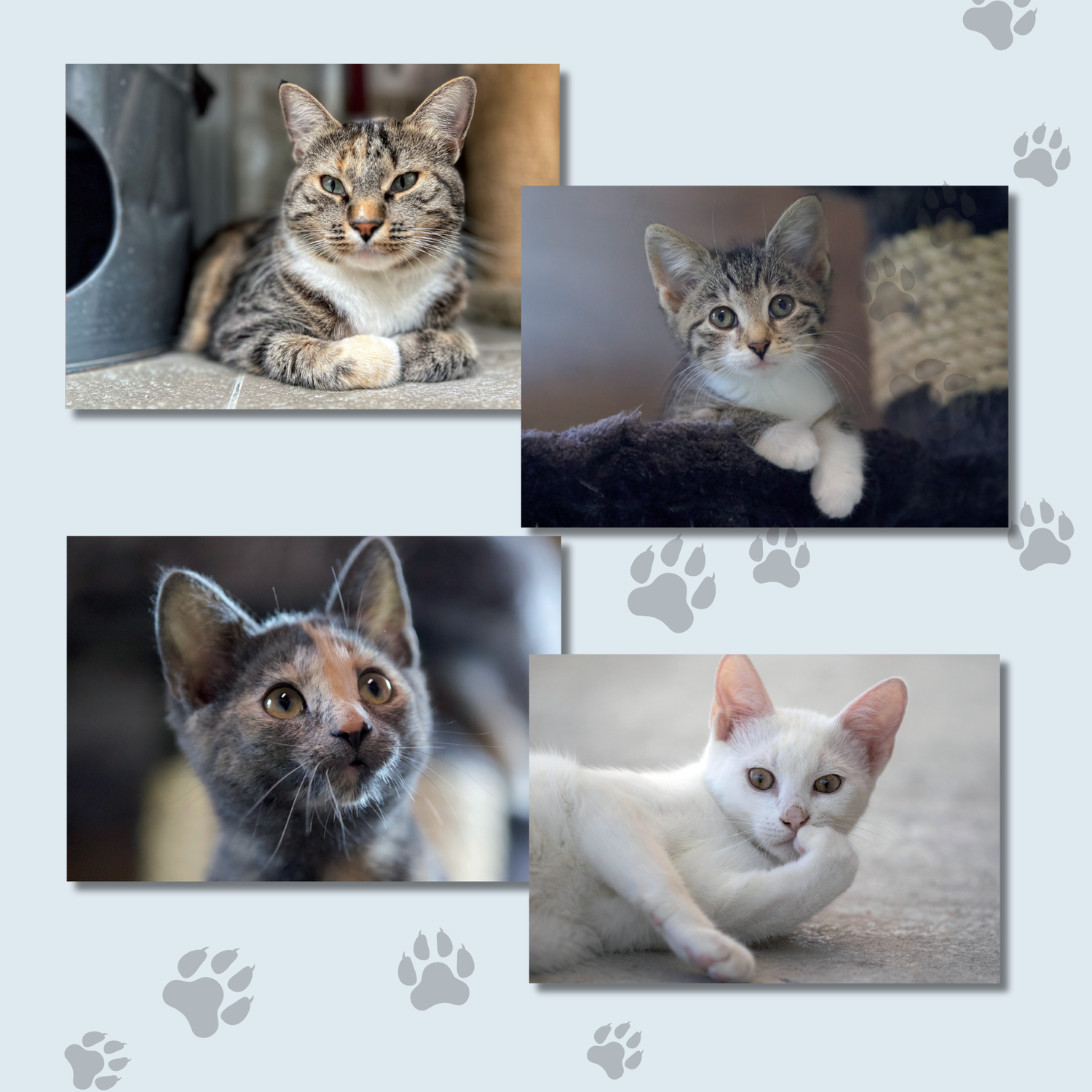 Schreibkarten-Set &quot;Katzen&quot;