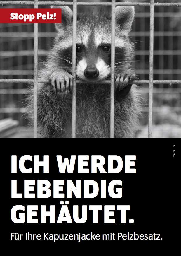 Stopp Pelz! Flyer, Motiv Waschbär