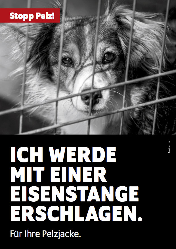 Stopp Pelz! Flyer, Motiv Hund