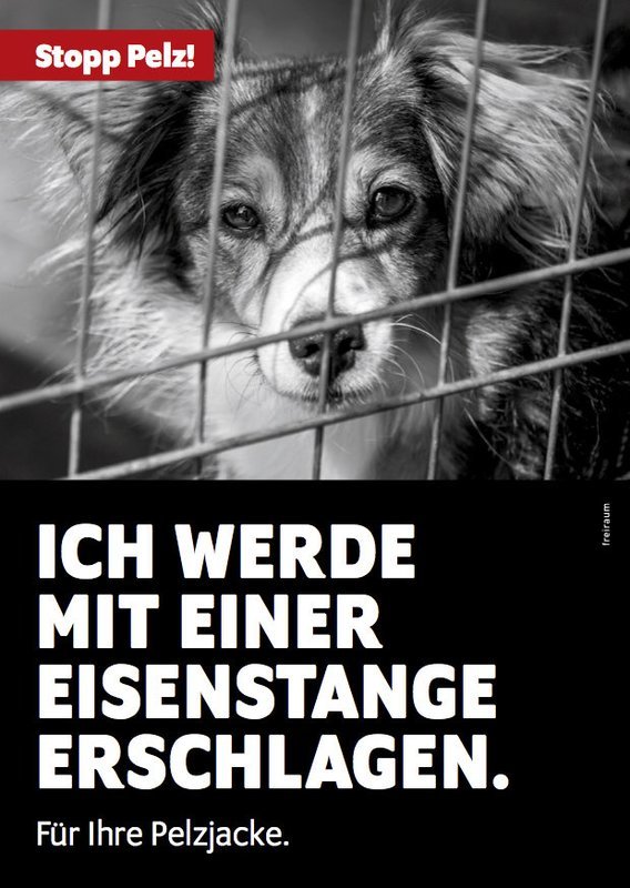 Stopp Pelz! Flyer, Motiv Hund