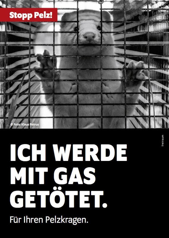 Stopp Pelz! Flyer, Motiv Nerz