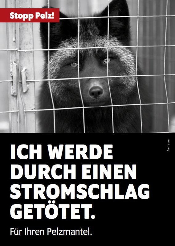 Stopp Pelz! Flyer, Motiv Fuchs