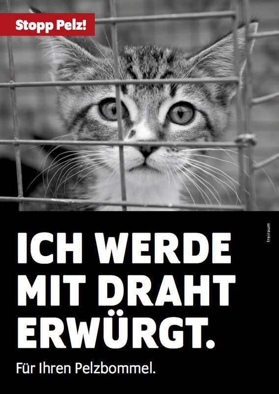 Stopp Pelz! Flyer, Motiv Katze