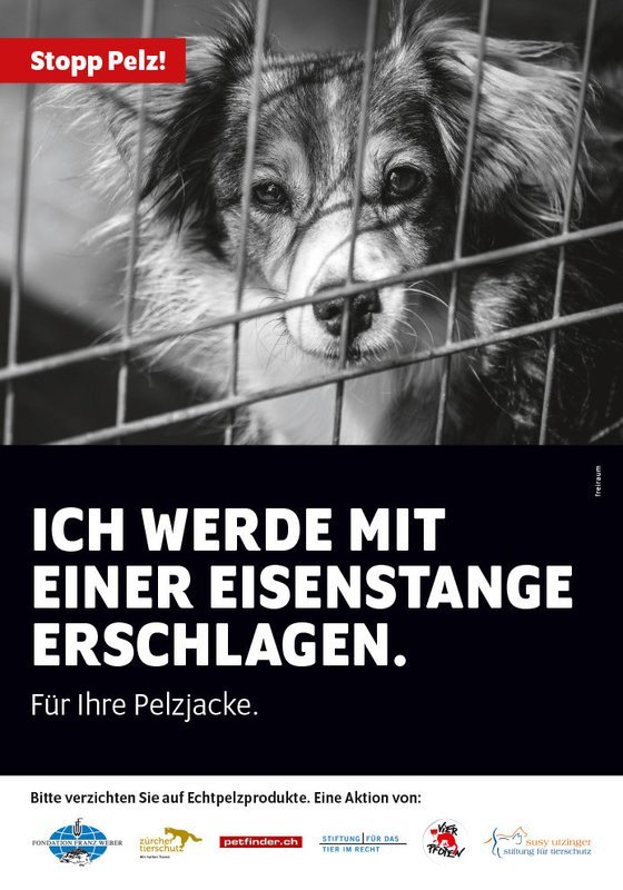 Stopp Pelz! Plakat, Motiv Hund