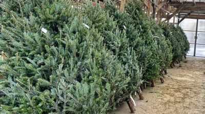 Tips for Choosing a Christmas Tree