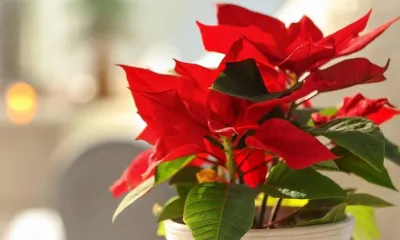 Home Care Tips For Your Poinsettia