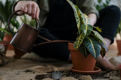 7 Easy To Care For Houseplants